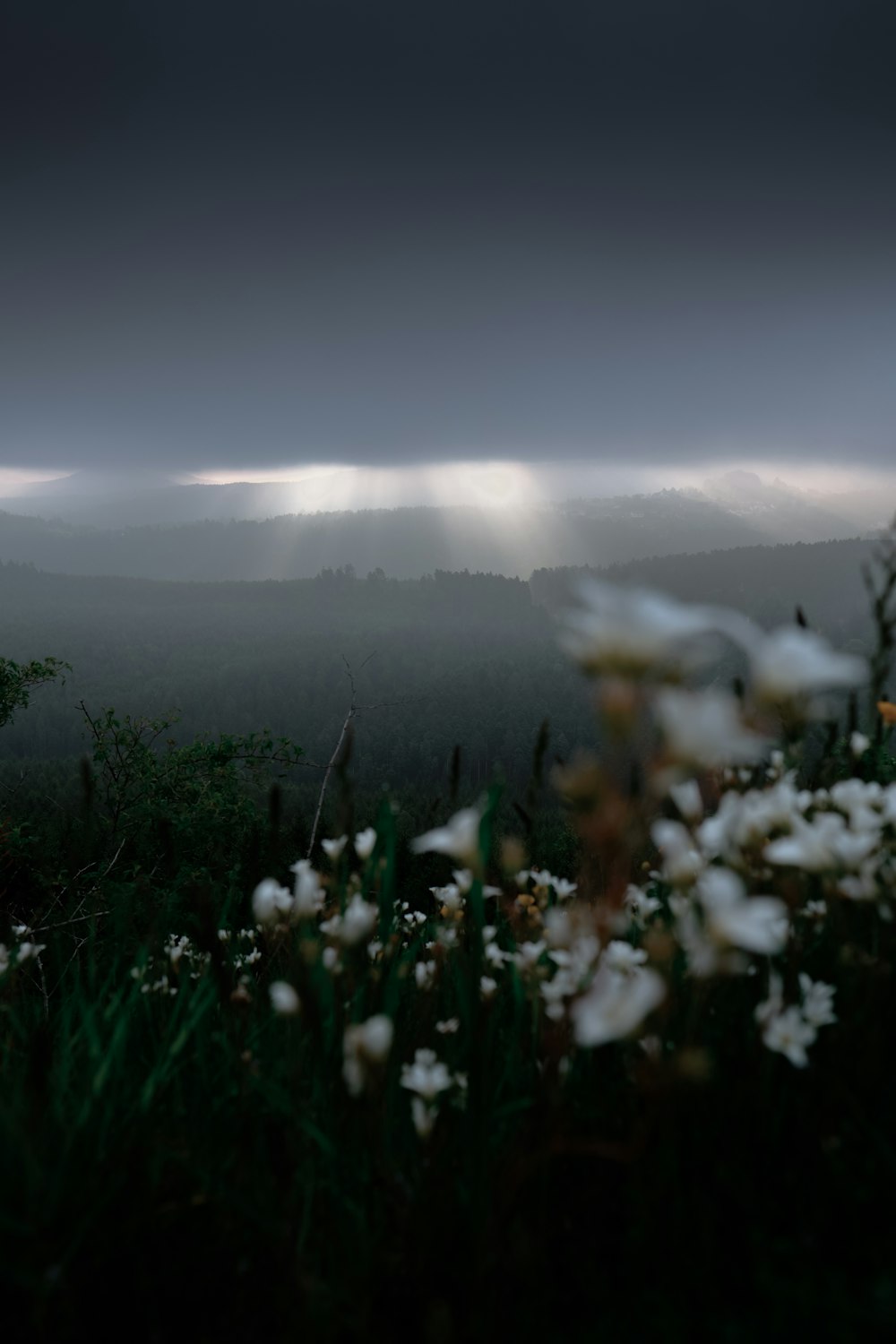 white petaled flowers