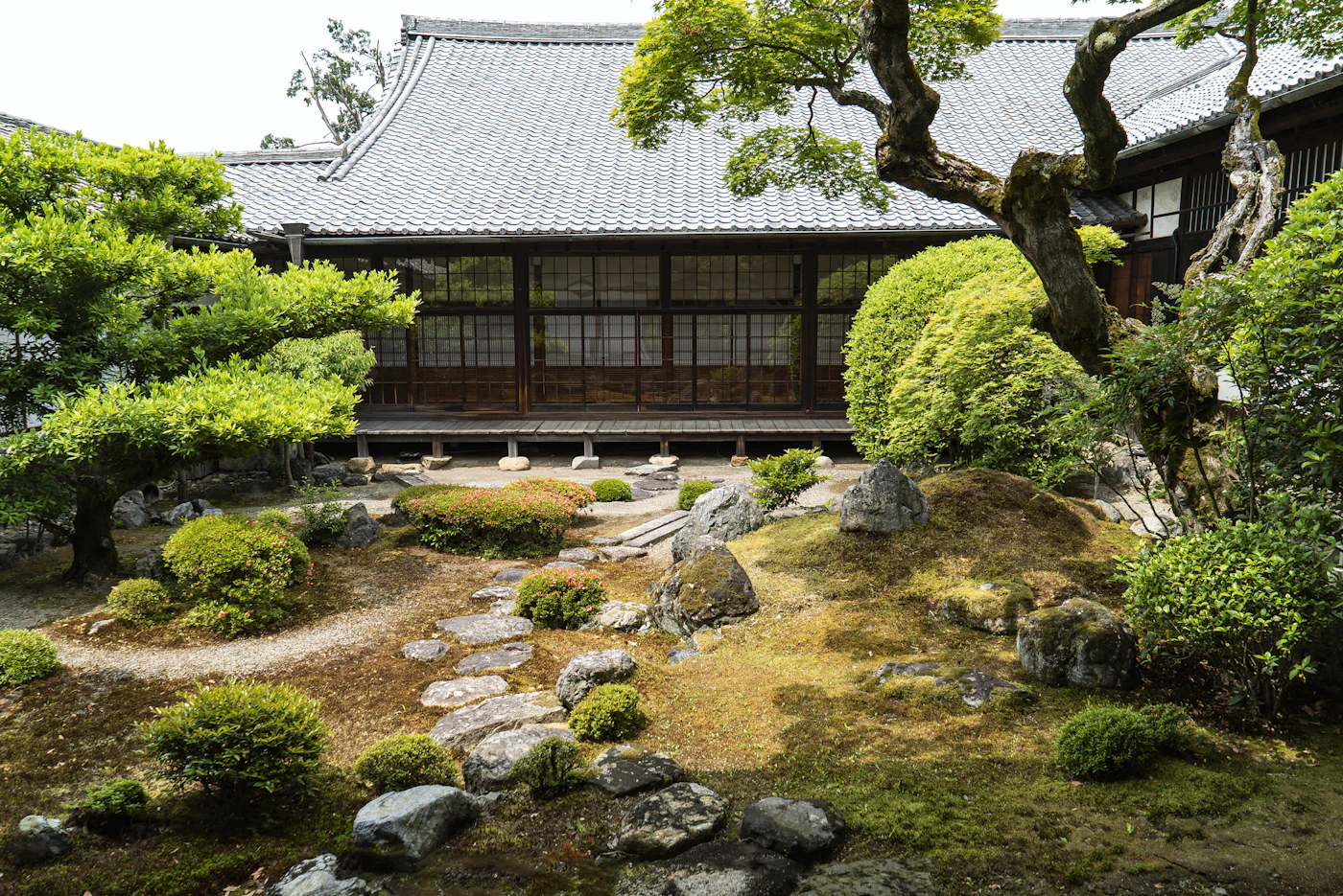 Arbre conduit en niwaki devant une façade, taille en nuage réalisée par l'Atelier Ishida
