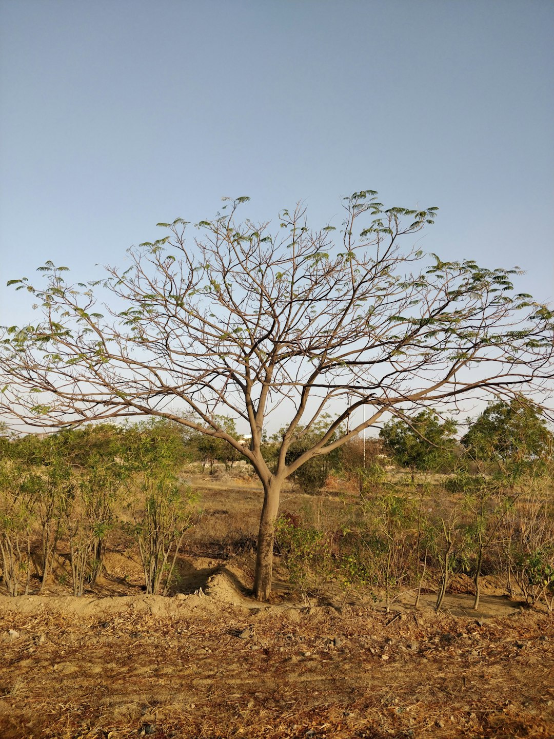 Wildlife photo spot Kushal Vateeka Jain Rd Rajasthan