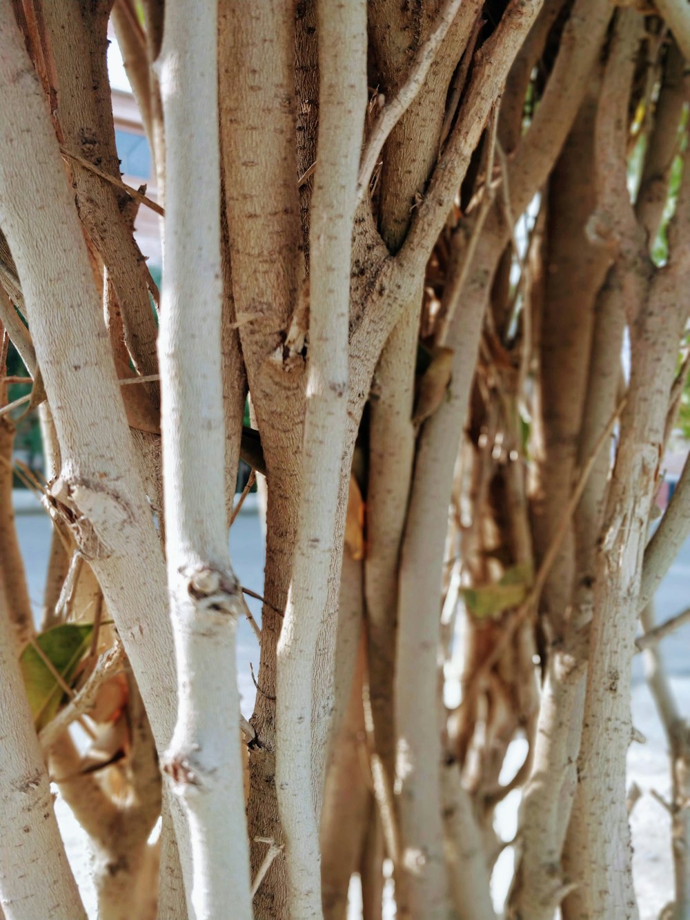 green leaf tree