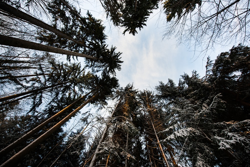 low angle photography of tall trees