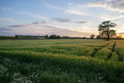 grass field under clear sky during sunet
