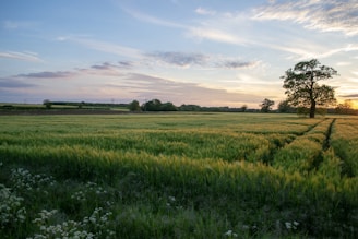 grass field under clear sky during sunet