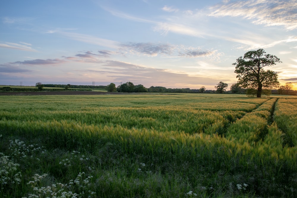 campo d'erba sotto il cielo sereno durante sunet