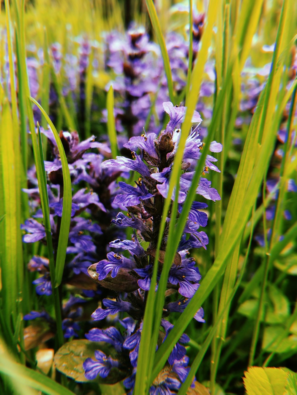 selective focus photography of purple lavender flowers