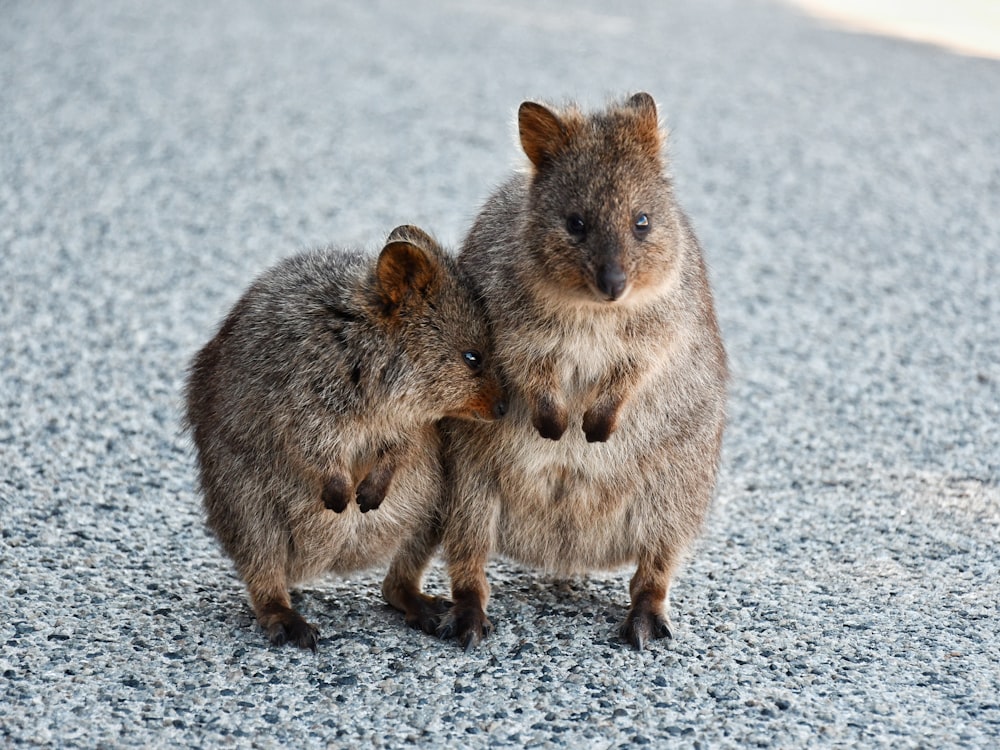 two brown rodent