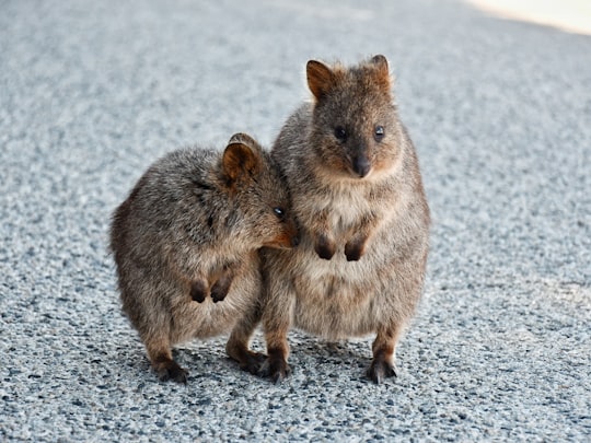 two brown rodent in Rottnest Island Australia