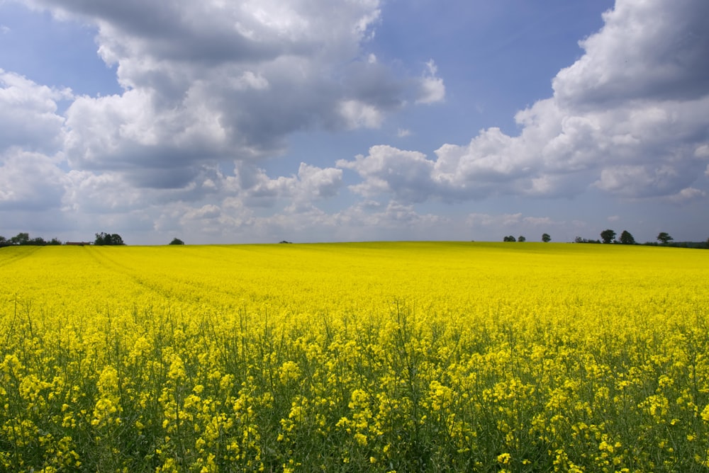 field of yellow flowers under cloudy sky during daytime