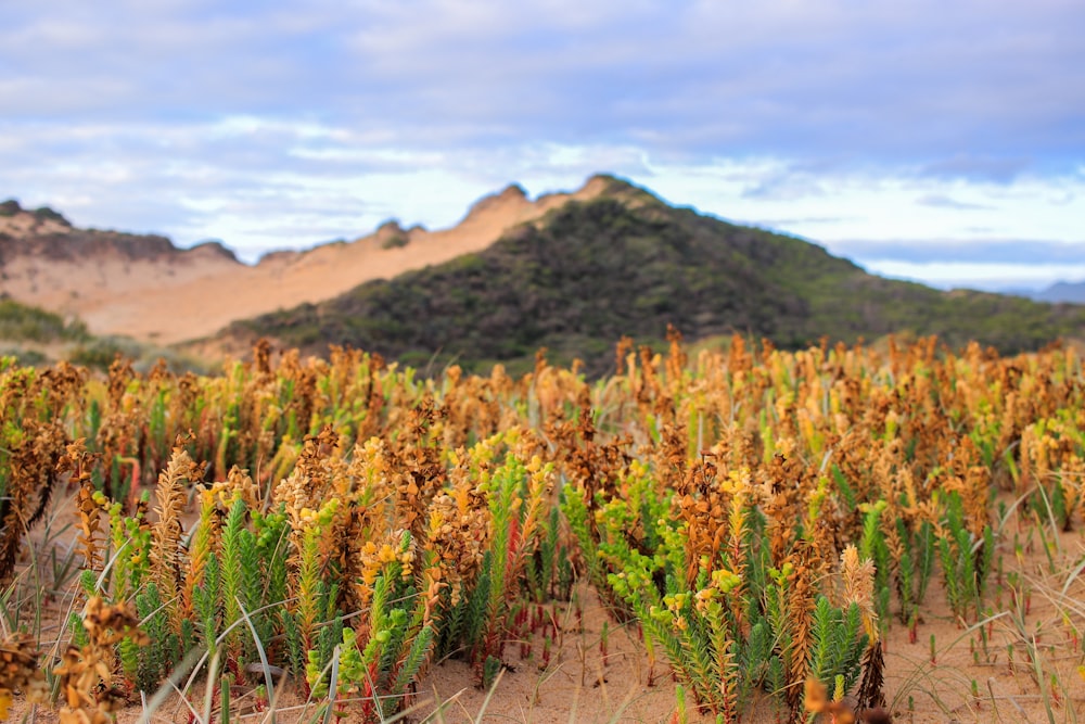 plants at the mountains