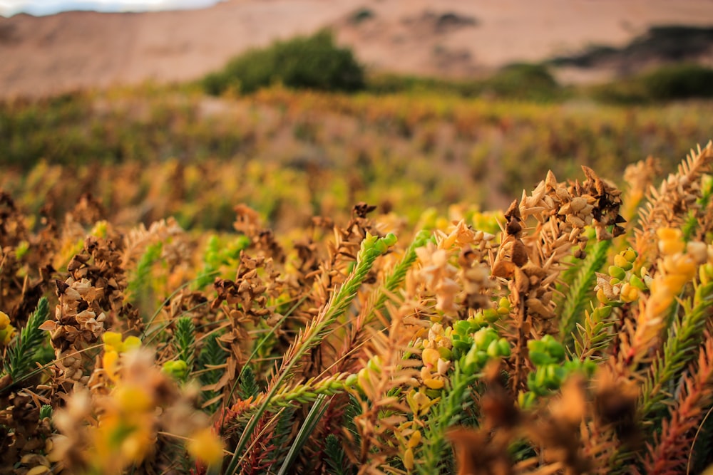 green and brown field