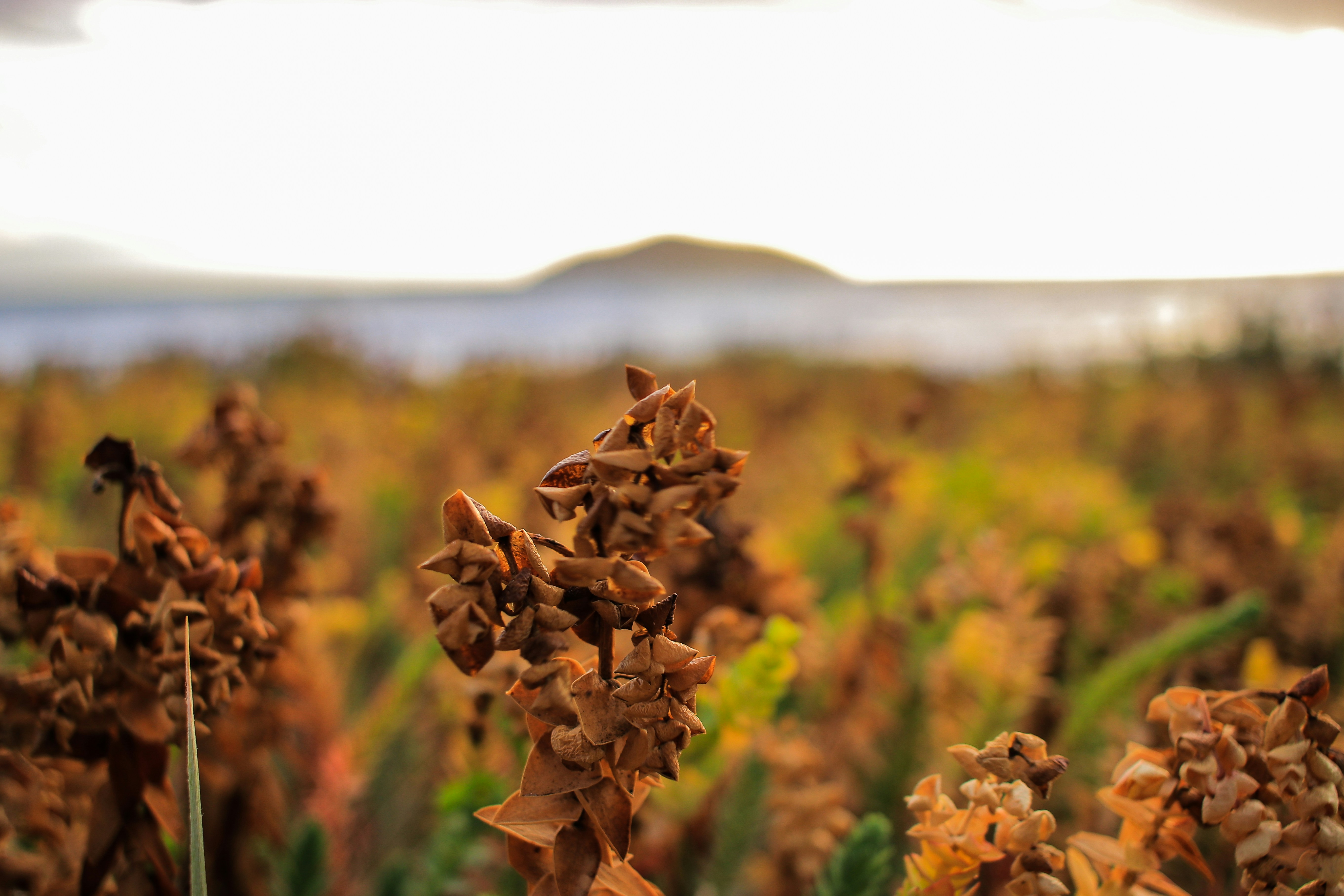 close-up photo of brown flower