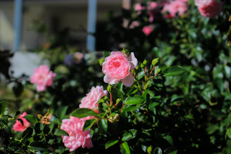 A vibrant display of blooming roses in a sunlit garden bed