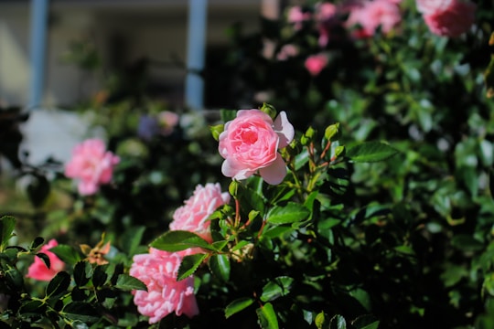 A gardener gently trimming vibrant rose bushes in a sunlit backyard garden.