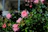 Close-up of vibrant blooming roses thriving in a sunny garden.
