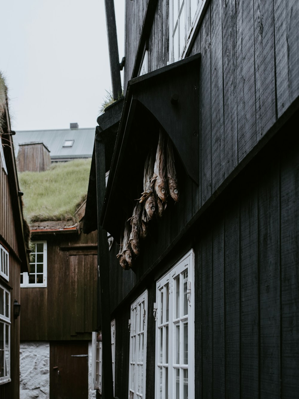 dried fish near house