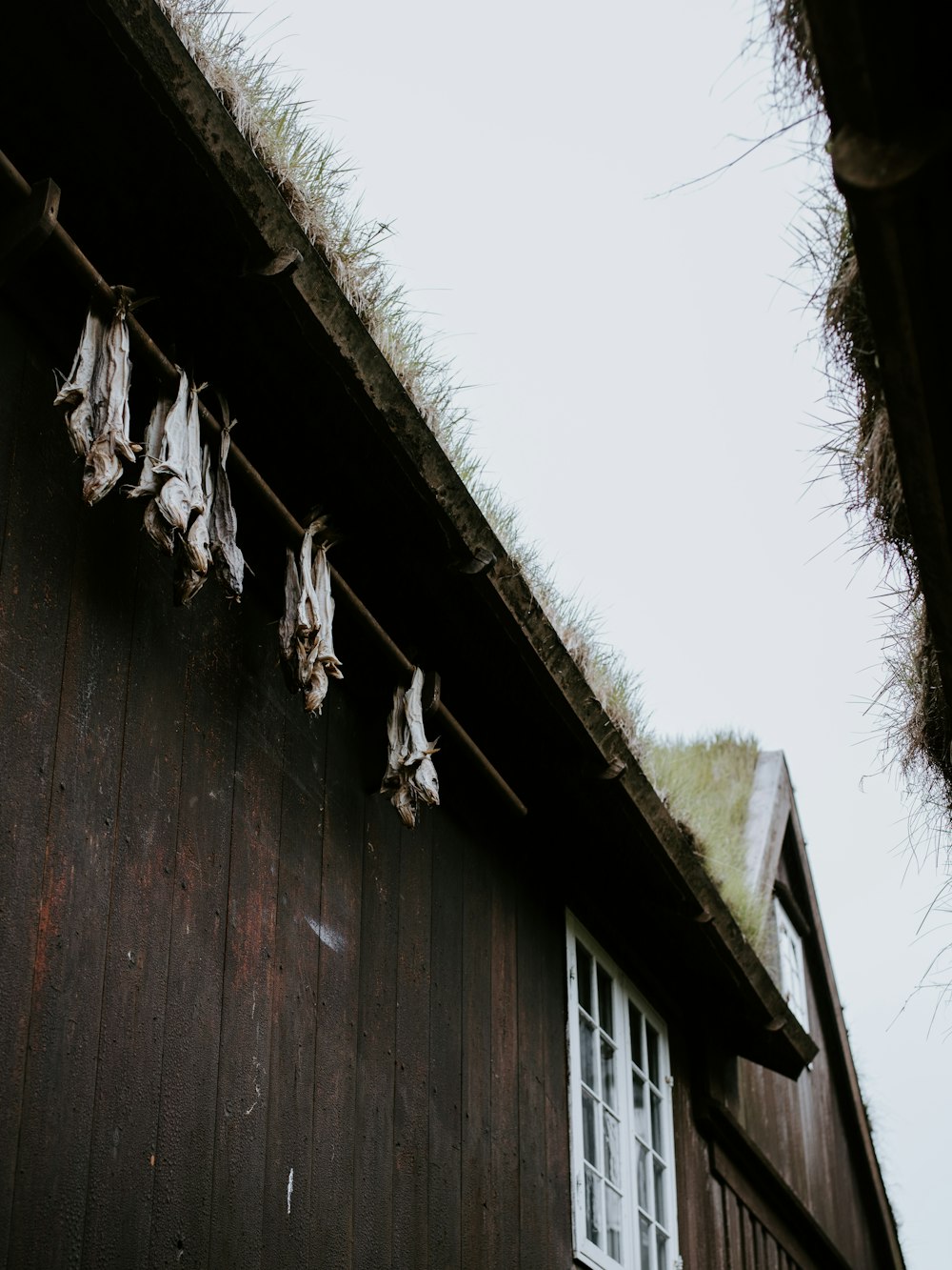 bats hanging from a roof of a house