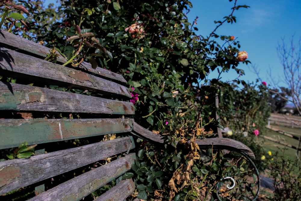 wooden bench surrounded by plants and flowers