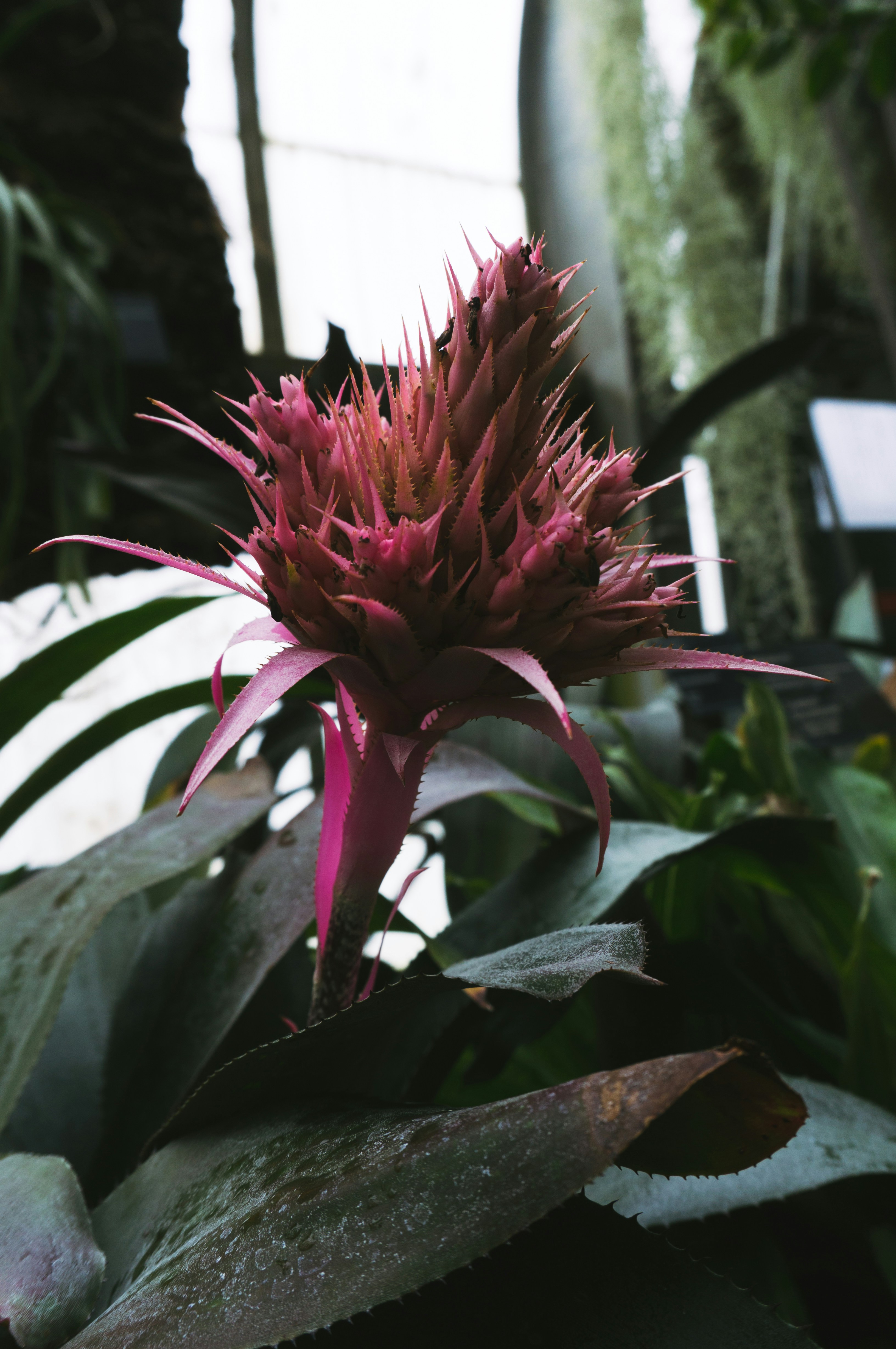 Dragonfruits Pictures | Download Free Images on Unsplash