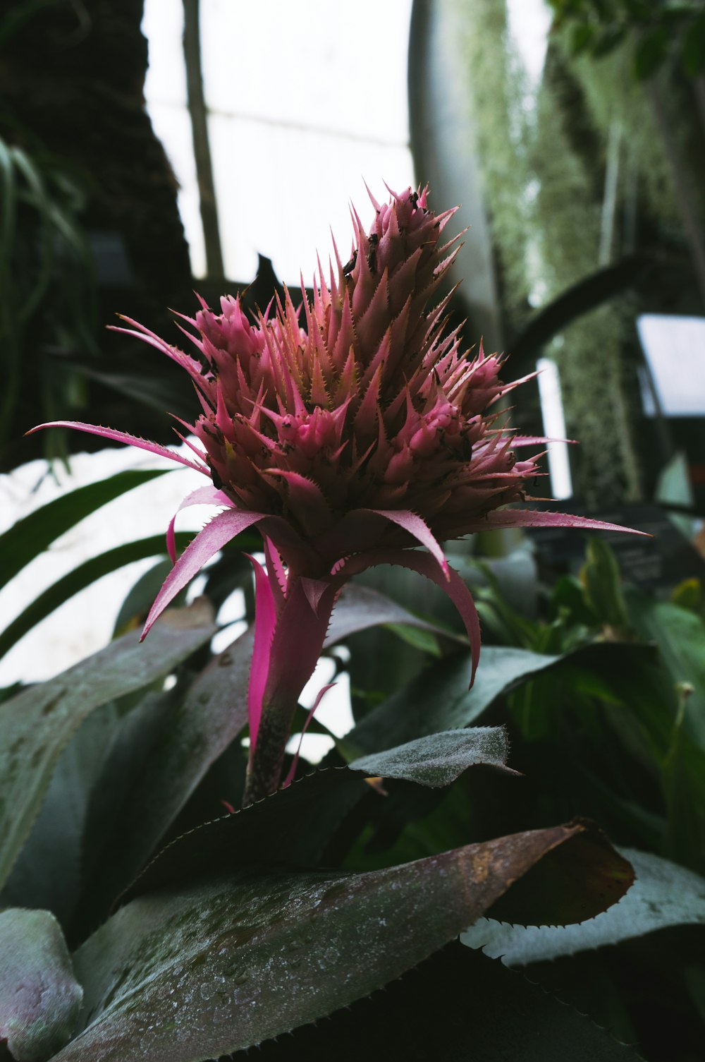 red petaled flower