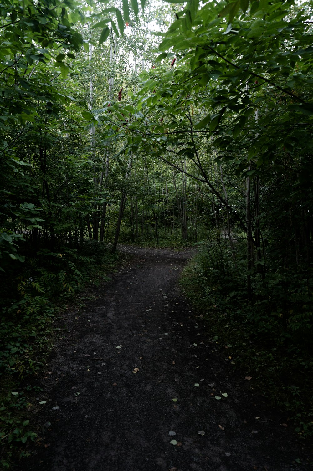 road in between trees during daytime