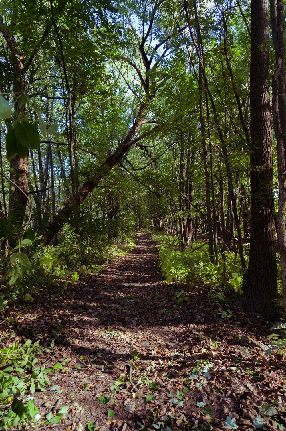 narrow road between green trees