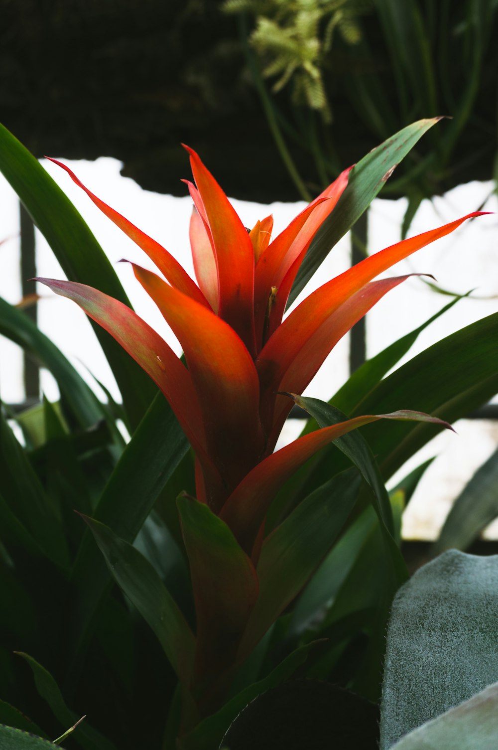 red petaled flowers