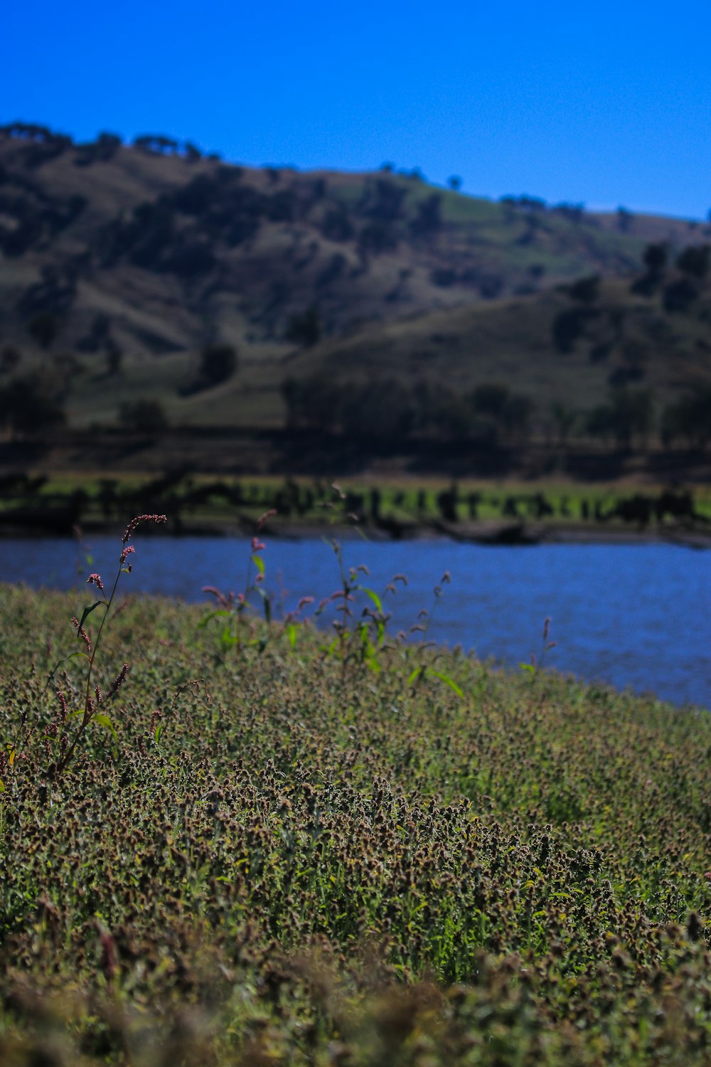 grass field near body of water at daytime