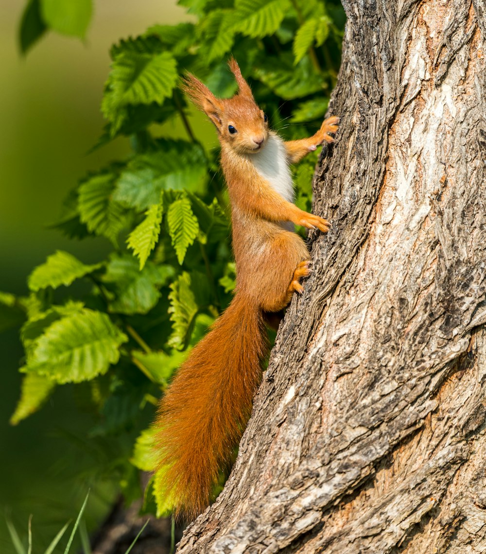 brown and white squirrel on tree trunk