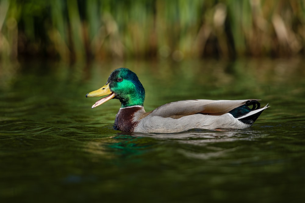green and brwn duck on pond