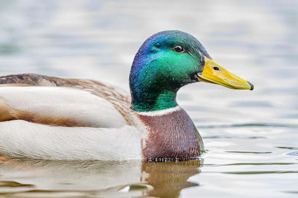 white and multicolored mallard duck on body of water