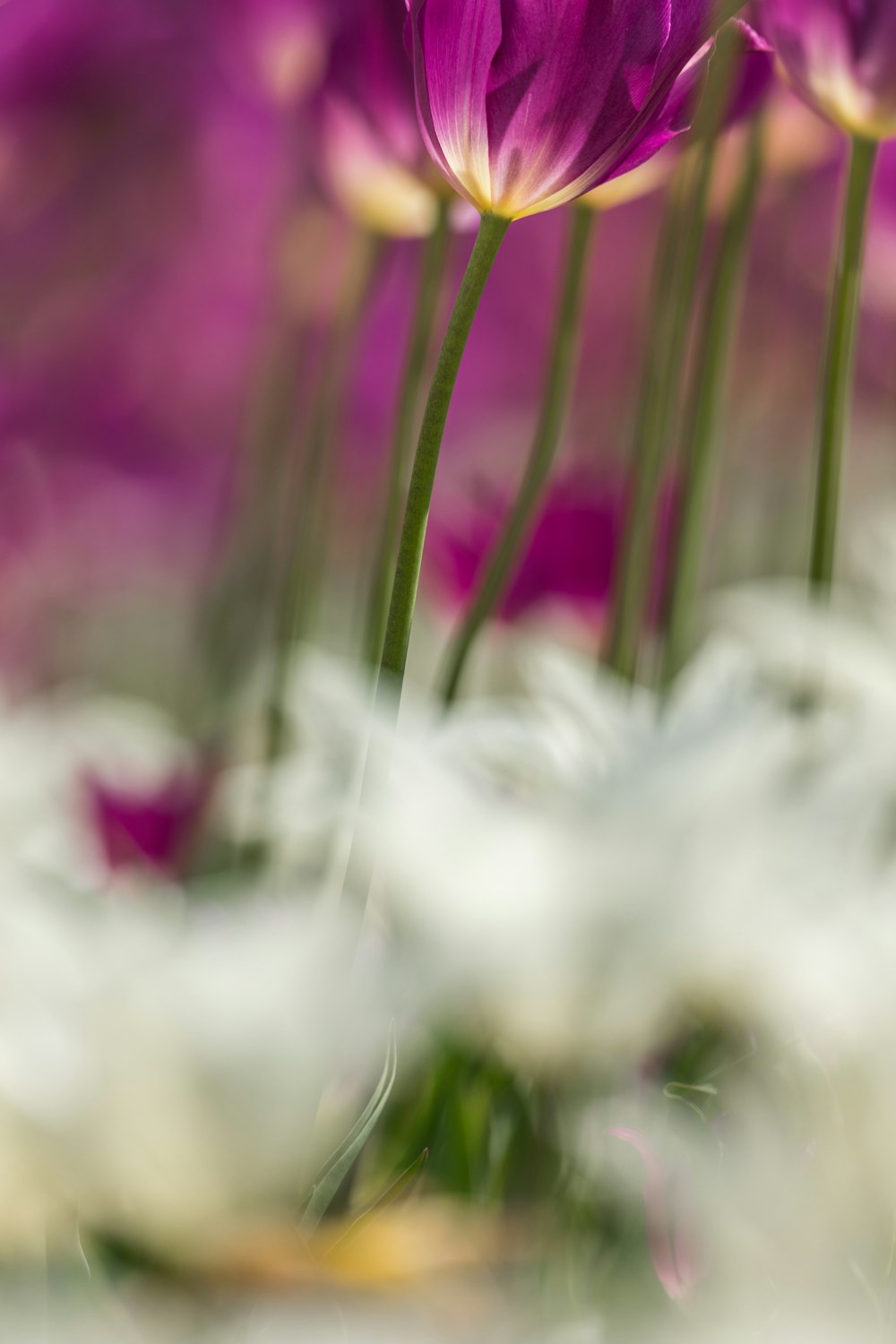 purple tulip flower