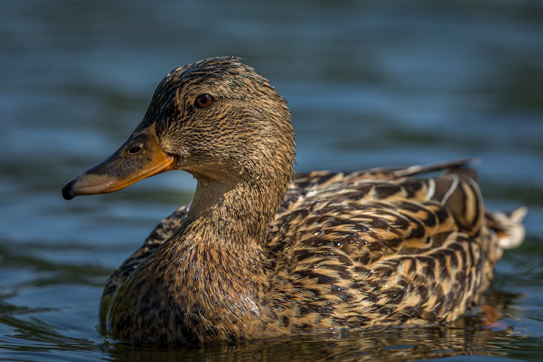 brown and black mallard duck close-up photography