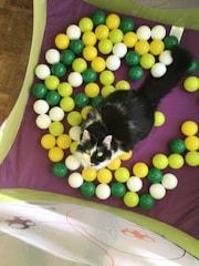 A black and white cat is sitting among colorful plastic balls on a purple surface. The balls are primarily green, yellow, and white. The scene is enclosed within a play area that has mesh and fabric sides with playful paw print patterns.