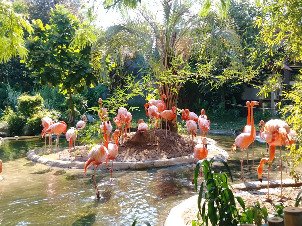 flamingo on pond