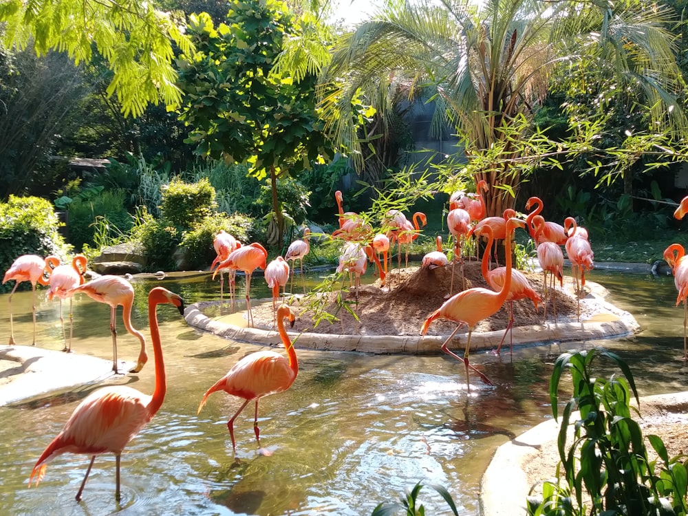 Flamants roses sur étang entouré de plantes vertes