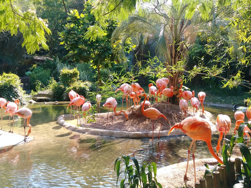 groupe de flamants roses marchant et debout sur la forêt