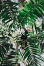 black and white long-beaked bird on green leaf plant