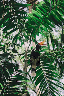 black and white long-beaked bird on green leaf plant