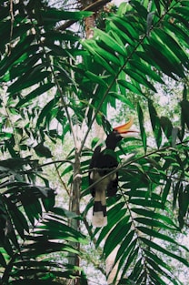 black and white long-beaked bird on green leaf plant