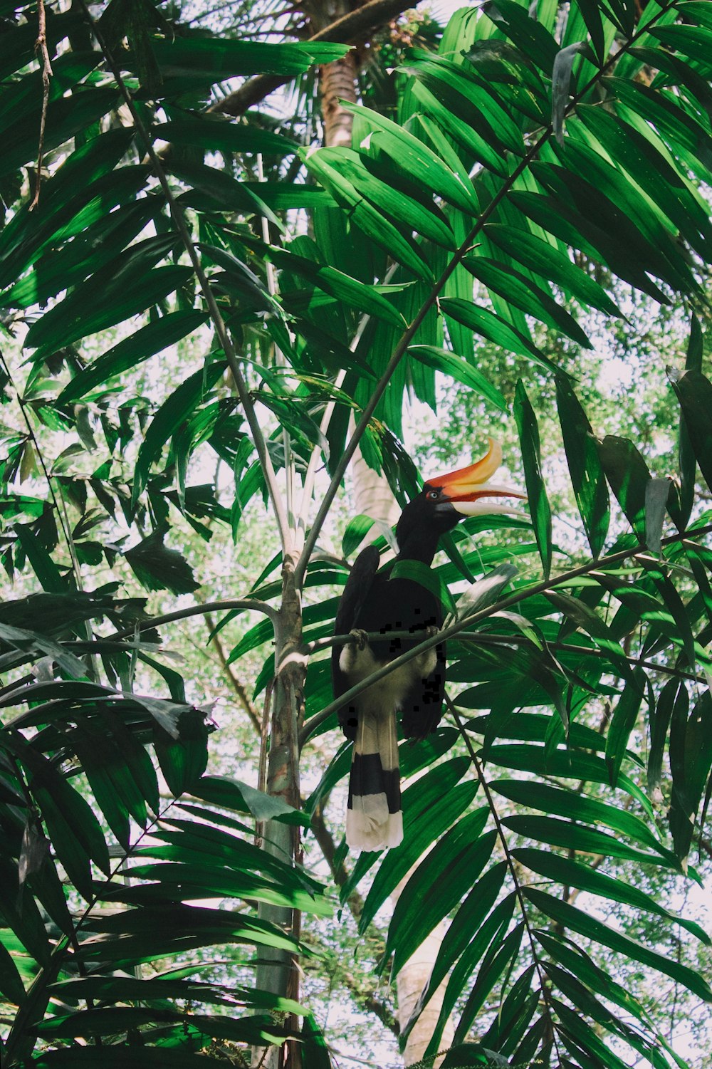 black and white long-beaked bird on green leaf plant