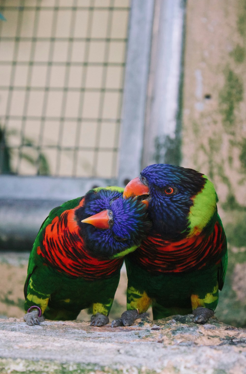 shallow focus photo of blue, green, and red bird