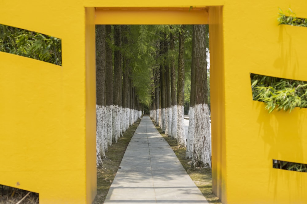 concrete pathway in between line of trees