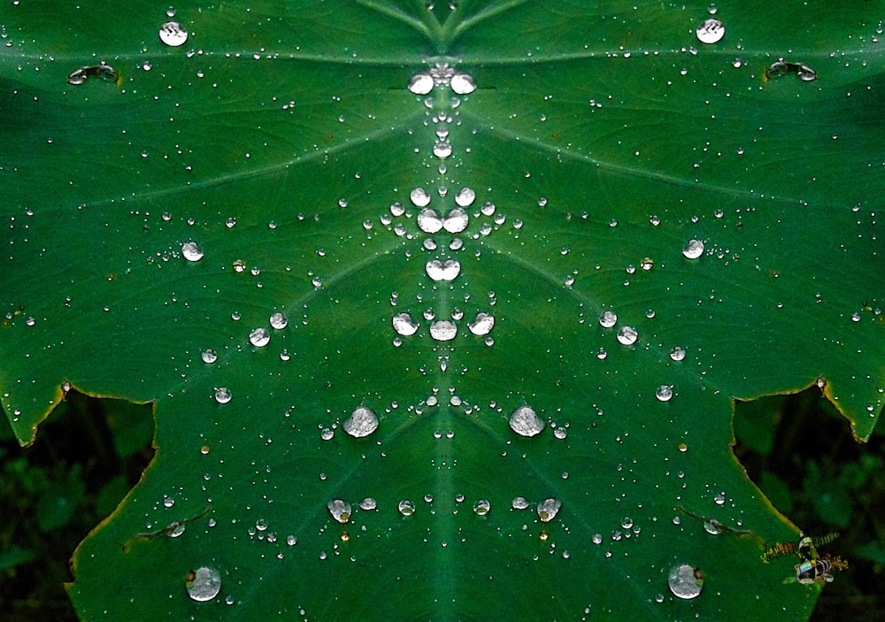 close-up photo of raindrops on green leaf