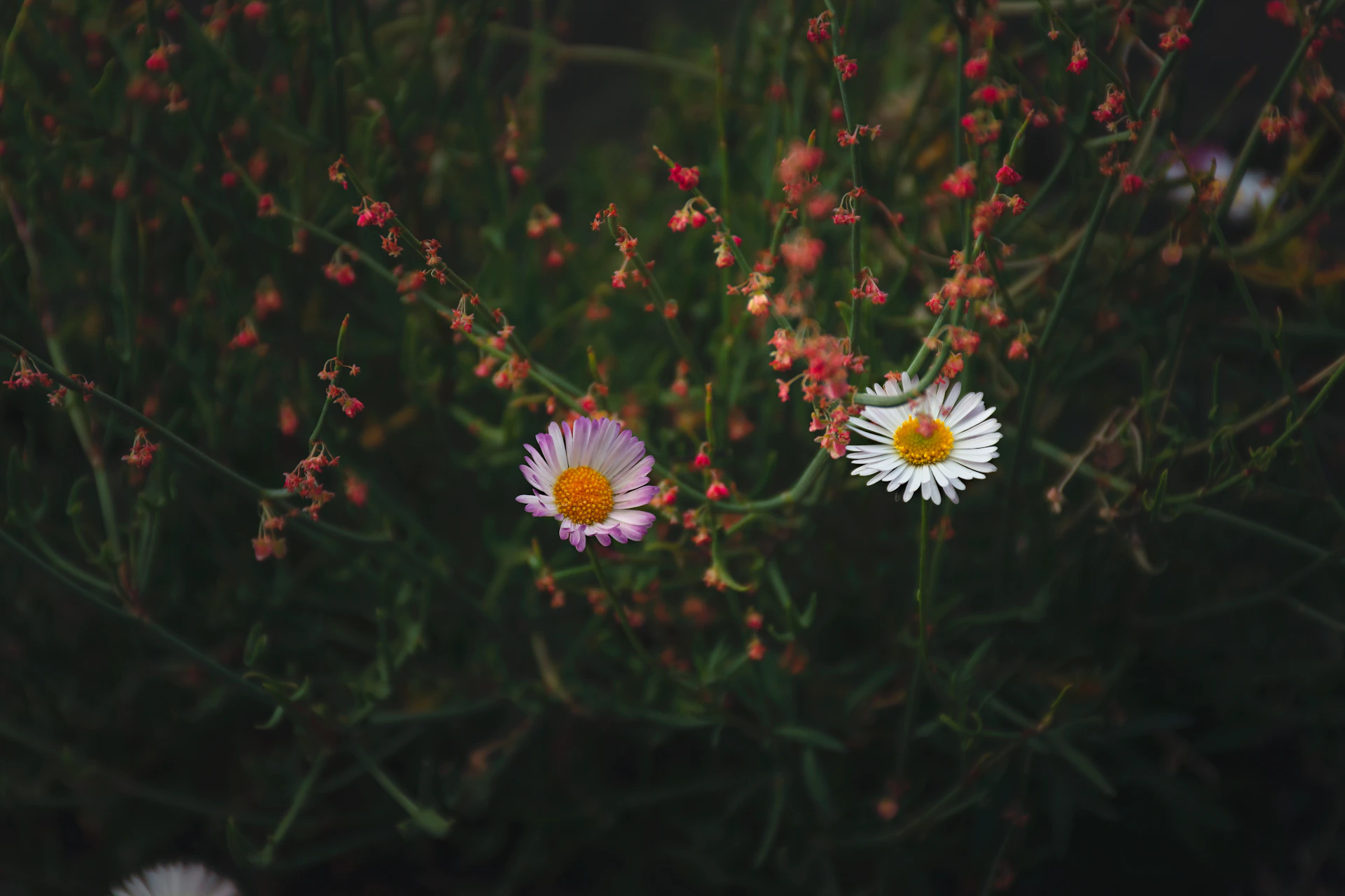 two white daisy flowers