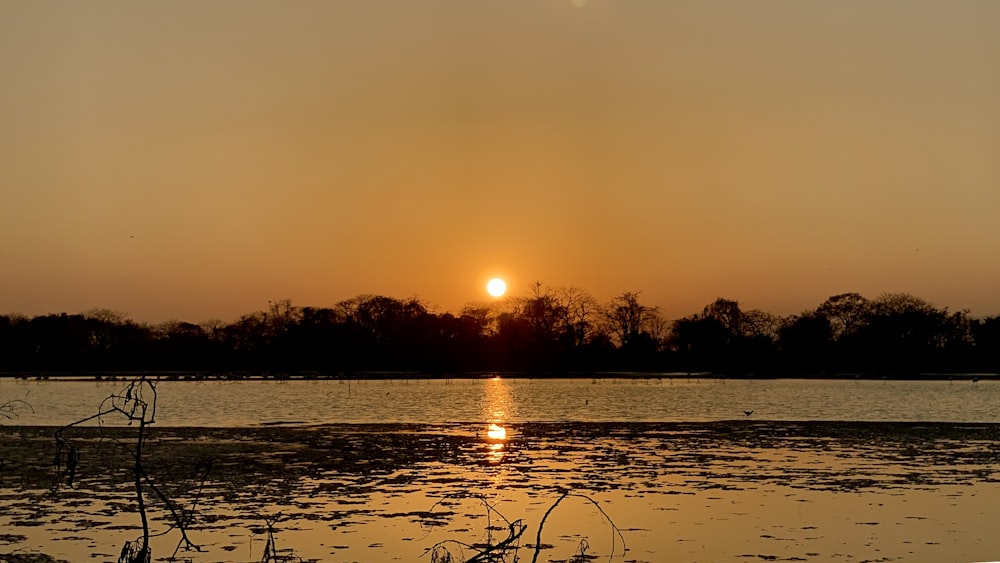 Bäume und Gewässer zur goldenen Stunde