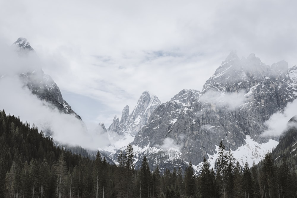 green pine trees near mountain filled with snow