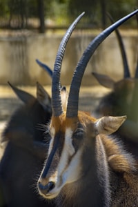 A sable antelope with striking long, curved horns stands in a shaded enclosure. Its face is marked with distinct white patterning contrasting against a rich brown coat. The background appears blurred, indicating a natural or zoo-like environment.