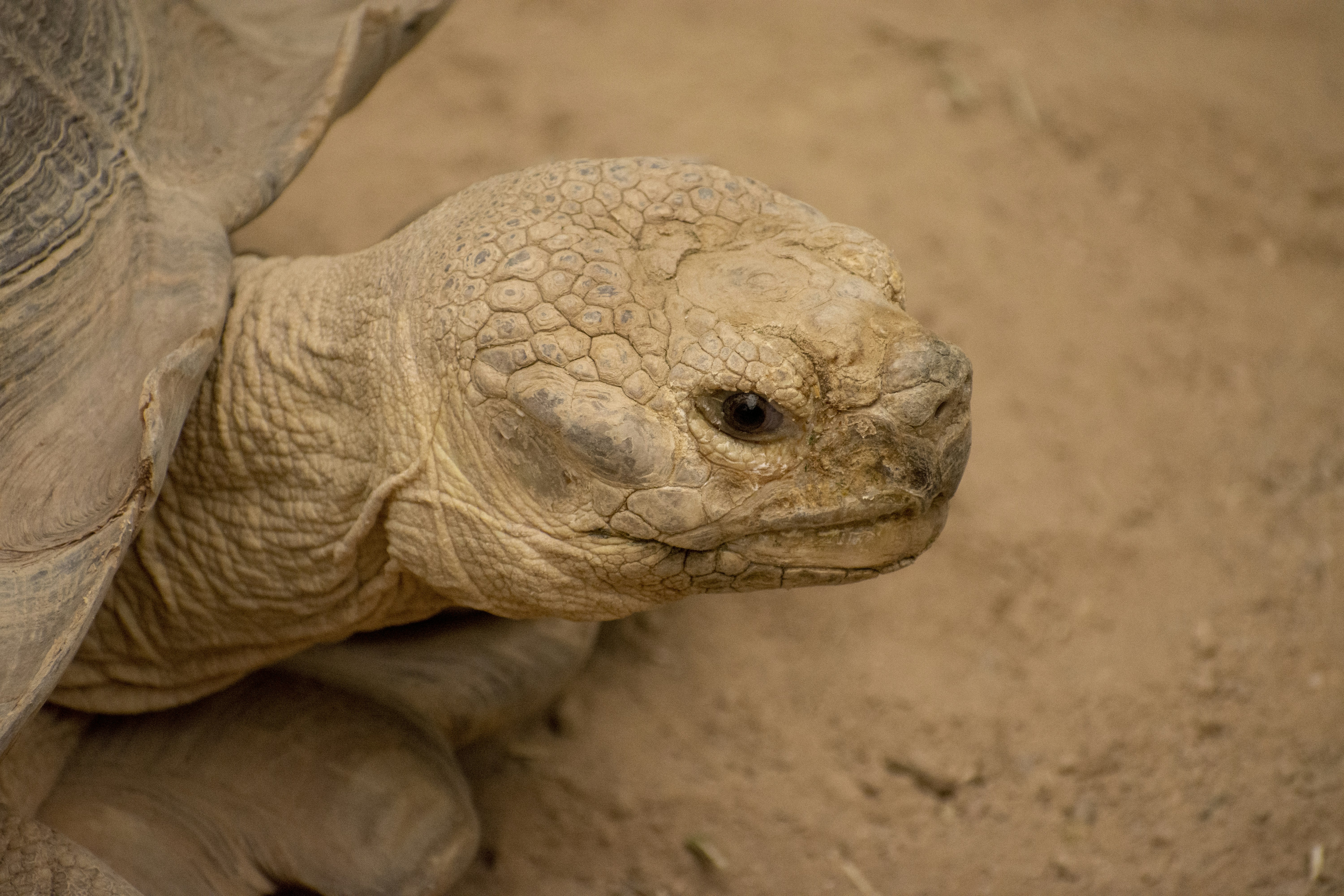 beige tortoise