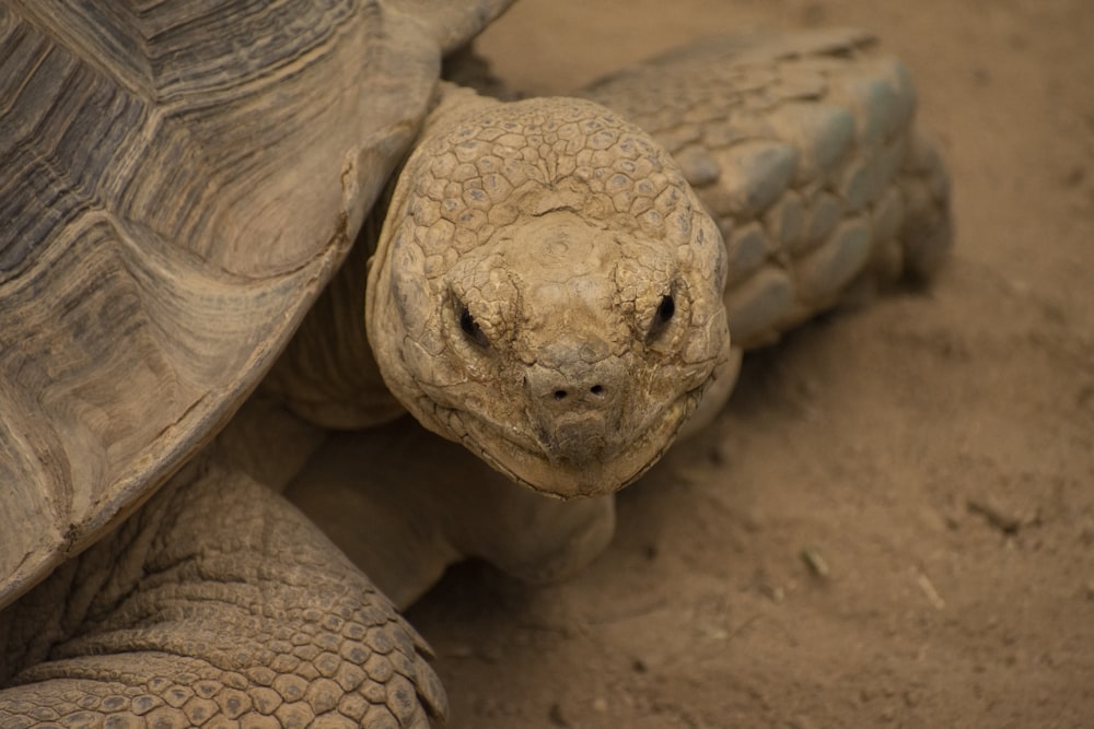 shallow focus photo of brown turtle