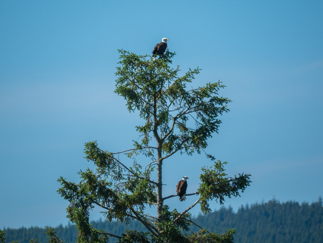 bald eagle